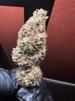 IMG_7472.jpeg