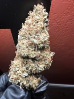 IMG_7462.jpeg