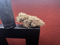 IMG_7451.jpeg