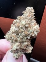 IMG_7515.jpeg