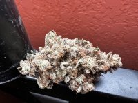 IMG_7506.jpeg
