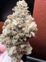 IMG_7496.jpeg