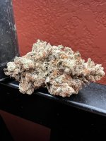 IMG_7481.jpeg
