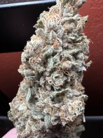 IMG_7526.jpeg