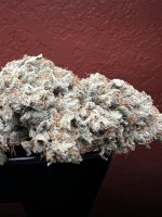 IMG_7537.jpeg