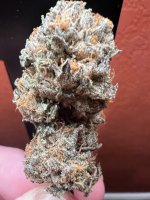 IMG_7759.jpeg