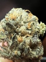 IMG_7761.jpeg