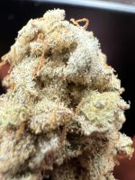 IMG_8272.jpeg