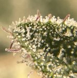 IMG_0698.jpg