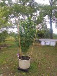 IMG_20200731_094747381.jpg