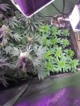 IMG_20200731_095232101.jpg