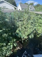 IMG_9271.jpeg