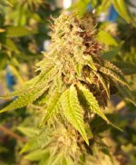 979 pheno 1 .jpg