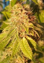 979 pheno 1-2 .jpg