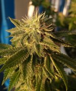 979 pheno 2.jpg