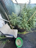 IMG_9370.jpeg