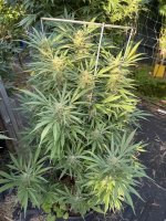 IMG_9371.jpeg