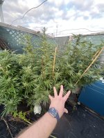 IMG_9380.jpeg