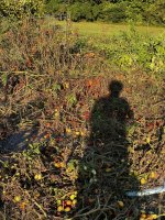 IMG_9465.jpeg