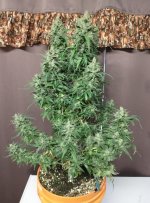 c99(103) 2 chop.jpg