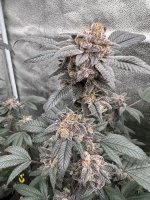 IMG_5710.jpeg
