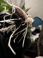 IMG_2754.jpeg