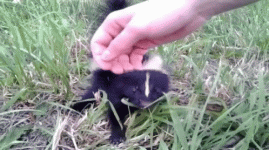 skunk-cute-animals.gif