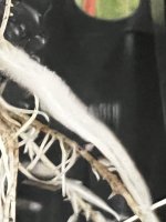 IMG_3763.jpeg