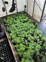 IMG_3704.jpeg