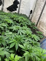 IMG_3869.jpeg