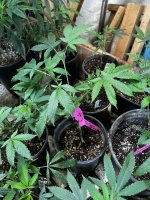 IMG_3905.jpeg