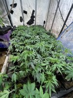 IMG_3974.jpeg
