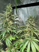 IMG_0295.jpeg