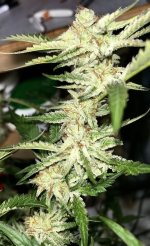 IMG_0277.jpeg