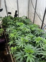 IMG_4748.jpeg