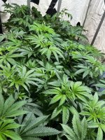 IMG_4756.jpeg