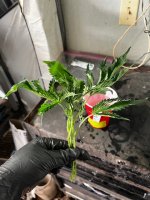 IMG_4885.jpeg