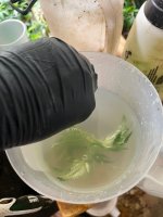 IMG_4916.jpeg