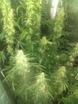 IMG_20200807_184720102.jpg