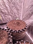 IMG_20200808_172230.jpg