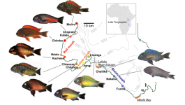 Tropheus-moorii-populations-sampled-from-southern-Lake-Tanganyika-Along-the-studied.png