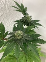 IMG_3744.jpeg