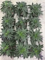 IMG_0841.jpeg
