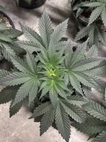 IMG_0842.jpeg