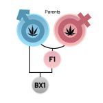 Cannabis-F1-to-BX1-explained-cannabis-seed-by-dutch-passion.jpg