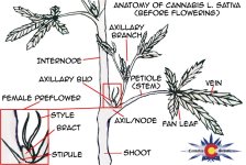 cannabis_anatomy.jpg
