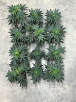 IMG_0903.jpeg