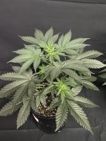 IMG_0905.jpeg