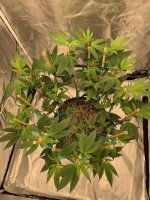 IMG_2689.jpeg