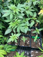 seedlings.jpeg